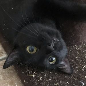 Meet your Posher, Irene